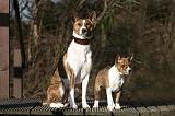 BASENJI 144